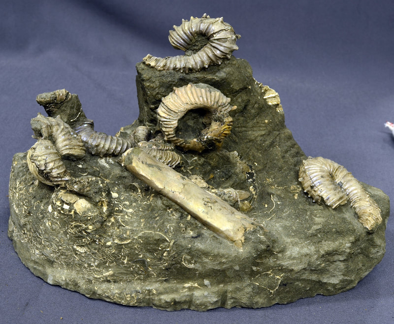 Ammonite assemblage from the Coon Creek Formation